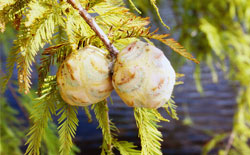 Taxodium distichum var. distichum - Zapfen