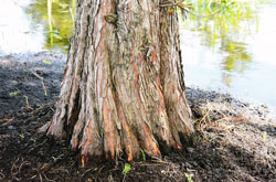Taxodium distichum var. distichum: Stammfuß