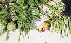 Taxodium distichum var. distichum