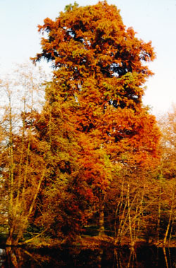Taxodium distichum var. distichum