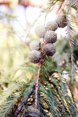 Taxodium mucronatum