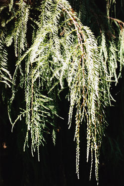 Taxodium mucronatum