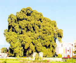 Taxodium mucronatum