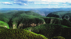 Wollemia nobilis. Panorama aus dem Wollemi National Park 