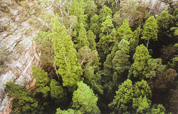 Wollemia nobilis. Naturbestand in einer Schlucht des Wollemi-Nationa-Park