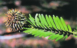 Wollemia nobilis. Zweig mit ♀ Bl&uuml;te