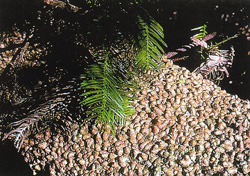 Wollemia nobilis. Rindenbild eines alten Baumes und junge Zweige
