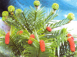 Wollemia nobilis. ♀ Bl&uuml;te und ♂ Bl&uuml;tenstand
