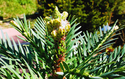 Wollemia nobilis. Mit dem Austrieb wird der harzige, weiße  Wachsüberzug der Winterknospe durchbrochen 