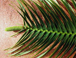 Wollemia nobilis. Seitenzweig mit jungem  ♂ Bl&uuml;tenstand