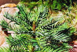 Wollemia nobilis. Gipfelbereich einer Jungpflanze im Winter