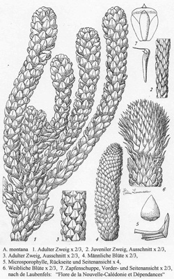 04 Zweige cropped 250x399