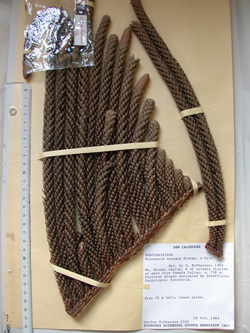 16 Herbarmontana 250