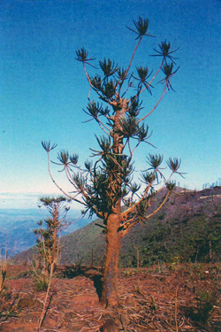 Araucaria