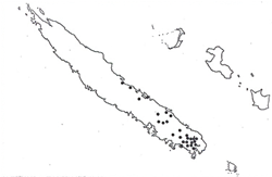 01 distribution darcydium araucarioides