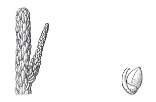 02 branchlet and seed