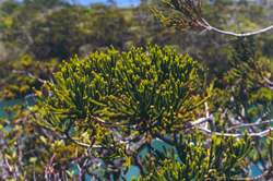 12 dacrydium x suprinii branchlets