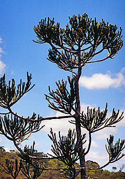 13 dacrydium x suprinii old tree