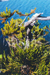 Dacrydium