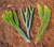 Dacrydium