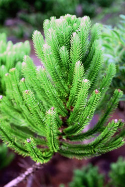 Neocallitropsis