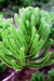 Neocallitropsis