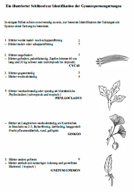 Bestimmungsschluessel Gymnospermen
